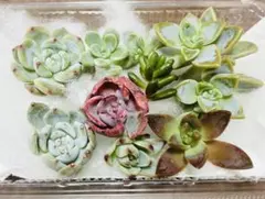 多肉植物　エケベリア　韓国苗　カット苗　ワンコイン　寄せ植えセット　多肉弁当