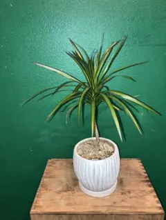 2026年最新】ドラセナ 赤の人気アイテム - メルカリ