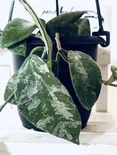 2026年最新】希少なホヤ植物の人気アイテム - メルカリ