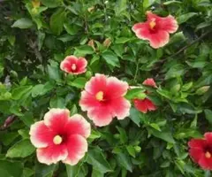 レッドマジック 挿し木用/枝（1本）ハイビスカス 紅白/南国/沖縄/花木