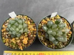 ニ*ケ様 多肉植物 ハオルチア 琥珀オブツーサ錦 鮮明錦 - メルカリ