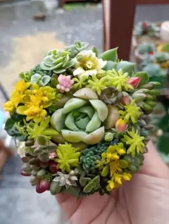 2026年最新】多肉植物 寄せ植え そのまま飾れるの人気アイテム - メルカリ