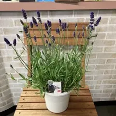 イングリッシュラベンダー ブルースピアB 5号鉢 鉢花 花壇 寄せ植え