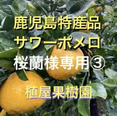 （鹿児島特産品）桜蘭様専用③サワーポメロ　箱満杯詰　いちき串木野市産