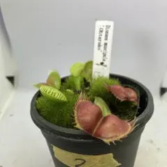 ⬛️速達 Darlingtonia ダーリングトニア 食虫植物 - メルカリ
