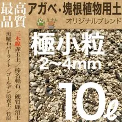 2026年最新】アガベ高級株の人気アイテム - メルカリ