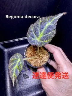 Begonia sp.Nam Tra My,Quang Nam 原種ベゴニア - メルカリ