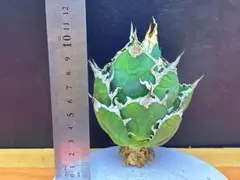 2026年最新】アガベチタノタシーザーの人気アイテム - メルカリ