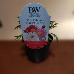 【ゆうパケットプラス発送】　マーガレット　ストロベリーホイップ　【タグ付き】 2025年最新】マーガレット ストロベリーホイップの人気アイテム - メルカリ