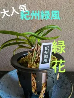 メルカリ便NO.852【緑花】富貴蘭　日高産山採り 日本古来のラン、富貴蘭 フウラン苗3株 - メルカリ