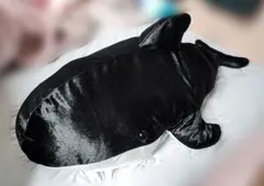 Item thumbnail for item 6167edec-c7b7-47cd-ac31-d1791c39023a