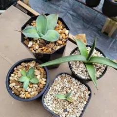 アガベ 那智の輝き、華厳、シャークスキン中株、モンタナ セット