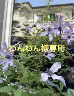 クレマチス流星挿し穂/ねこポスのサムネイル