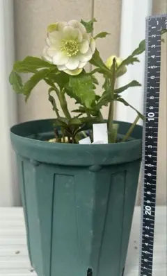 2026年最新】クリスマスローズ苗 フレグランスの人気アイテム - メルカリ