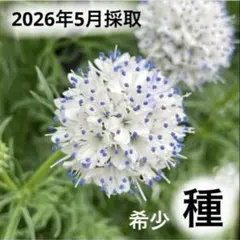 採れたて♪ 珍しい花の種♪ ギリア カピタータ クリアラストブルー 種50粒以上のサムネイル