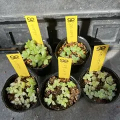 2025年最新】mさん苗コロラータの人気アイテム - メルカリ