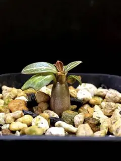 2025年最新】ソコトラナム アデニウムの人気アイテム - メルカリ