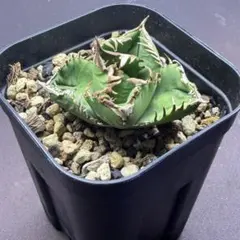 皇冠　lize血統　親株（子株2個付き）　アガベ　ぶつぶつ 有名趣味家血統】アガベ⭐︎チタノタ⭐︎皇冠⭐︎子株⭐︎台湾lize