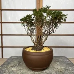 早乙女ツツジ 盆栽 株立 持ち込み古い 樹高20㎝ - メルカリ
