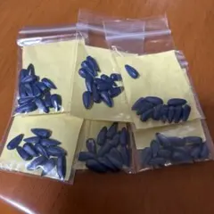 ひまわりの種 6袋セット　60個程度
