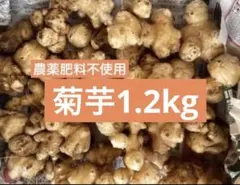 そろそろ終了！菊芋約1.2kg 農薬肥料除草剤不使用《箱に沢山詰めます！》