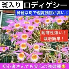 ロディゲシー　洋蘭　洋ラン　デンドロビウム　観葉植物　ガーデニング　鉢植え　花木のサムネイル