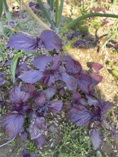 無農薬 赤紫蘇 25本　当日発送可能です♪のサムネイル