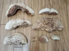 2026年最新】サルノコシカケの人気アイテム - メルカリ