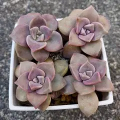 2026年最新】パープルディライトの人気アイテム - メルカリ