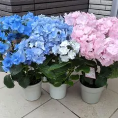 紫陽花 アジサイ バロニー、光雲、ケイコ ブルー 3鉢セット 鉢花A