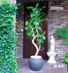 フィカス ベンガレンシス 特大株 曲がり仕立て 200cm❗極太 希少 最優良株のサムネイル