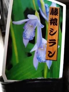 君子蘭 クンシラン 花苗 抜き苗c 高貴 縁起 - メルカリ