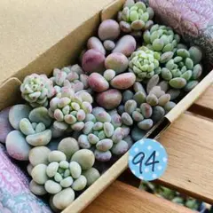 94 多肉植物　多肉弁当　詰め合わせ　寄せ植え　セット　カット苗　韓国苗　つぶ