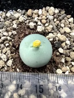 コノフィツム　カルキュルス翡翠玉
