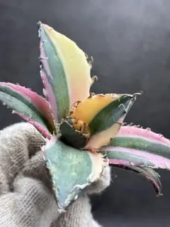 2026年最新】アガベ斑入りの人気アイテム - メルカリ