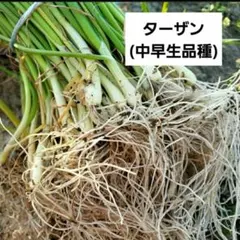 2025年最新】早生玉ねぎ＃七宝の人気アイテム - メルカリ