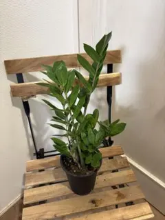 ザミオクルカス　観葉植物のサムネイル