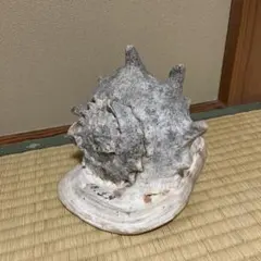 2026年最新】ホラガイの人気アイテム - メルカリ