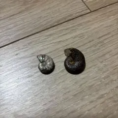 2026年最新】アンモナイト 化石 北海道の人気アイテム - メルカリ