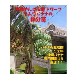 美味人気！260㎝関東栽培実績あり◆TV絶賛◆ドワーフナムワ・ヌアンジュンバナナ 美味人気！260㎝関東栽培実績あり◇TV絶賛◇ドワーフナムワ・ヌアン