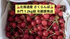 北海道産 完熟 さくらんぼ 水門 M-2Lサイズ 1.2kg超 冷蔵便発送 ①のサムネイル