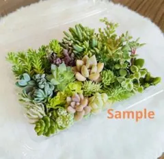 多肉植物 カット苗