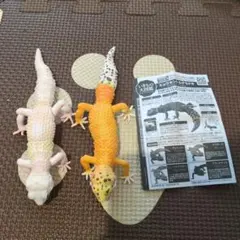 いきもの大図鑑アドバンス　ヒョウモントカゲモドキ