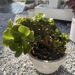 2025年最新】アエオニウム綴化の人気アイテム - メルカリ