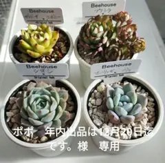 2025年最新】ホーリンゼの人気アイテム - メルカリ