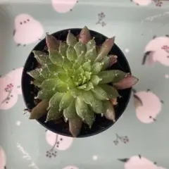 エケベリア 多肉植物　センペルビウム　ポットごと　土ポットいらずは500コメよりのサムネイル