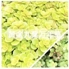 セダム ☘️ 黄金丸葉万年草 50カット+他セダムおまけ付きのサムネイル