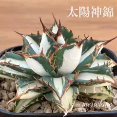 2026年最新】白中斑 アガベの人気アイテム - メルカリ