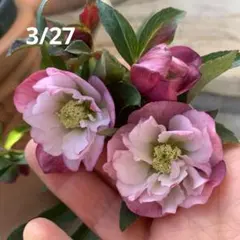 さかえ様 リクエスト 2点 まとめ商品