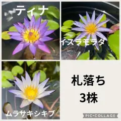 2026年最新】亜属間交配種の人気アイテム - メルカリ